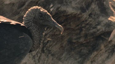 Close up of vultures head, looking alert. Camera pans up to another vulture on an embankment, looking down
