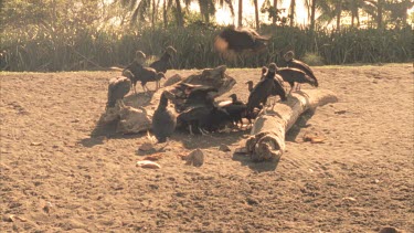 Group of vultures feeding frantically off a dead Olive Ridley turtle on the sand. More vultures approaching in the background.
