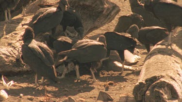 Group of vultures feeding frantically off a dead Olive Ridley turtle on the sand.