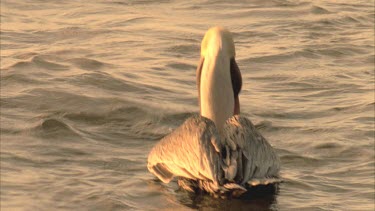 Pelican eating fish, then taking off from the surface, flying out of shot.