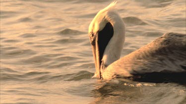Brown Pelican floating on the water with its beak in the water, catches a fish then eats it.