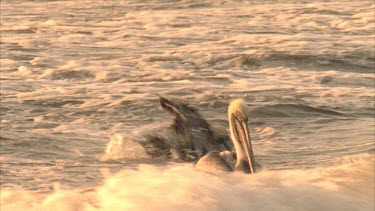 Two Brown Pelicans' floating on the water, wave breaking over them.