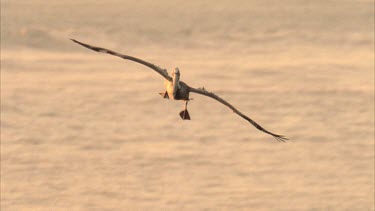 Tracking shot of Brown Pelican flying over surface, then landing amongst waves and other pelicans.