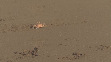 Ghost Crab exiting hole in sand, moves sideways a short distance along the sand, then back to its hole again.