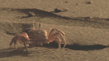 Rear shot of Ghost Crab moving along the sand. Crab stops, makes mud balls in its mouth then spits them out, leaving them behind.