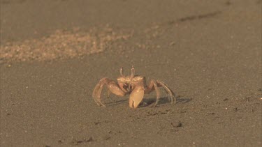 Ghost Crab taking mouthfuls of sand, sucks out the nutrients then makes mud balls in its mouth with the unwanted sand and then spits them out and pushes them behind itself.