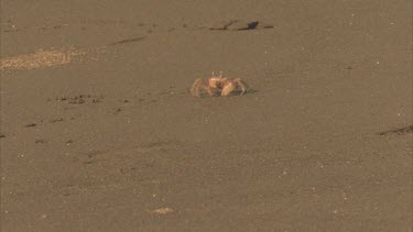 Ghost Crab taking mouthfuls of sand, sucks out the nutrients then makes mud balls in its mouth with the unwanted sand and then spits them out and pushes them behind itself.