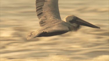 Tracking shot of Brown Pelican flying, then out of shot.