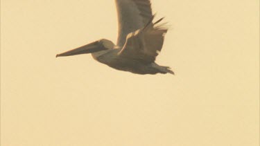 Tracking shot of Brown Pelican flying, then out of shot.