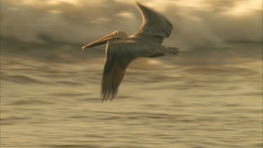Tracking shot of Brown Pelican flying above waves breaking, then out of shot.