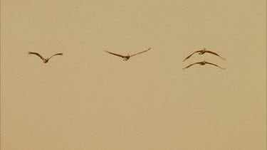 Tracking of flock of Brown Pelicans flying towards camera.
