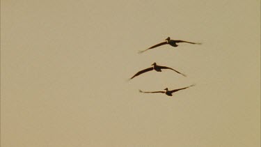 Tracking shot of flock of Brown Pelicans flying.