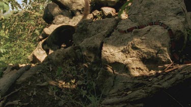 Coral Mimic snake moving over rock towards Coati.