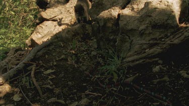 Coral Mimic snake moving over rock towards Coati on another rock in the background.