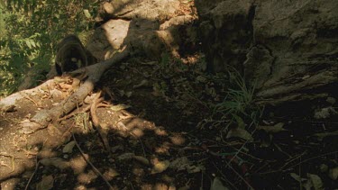 Coral Mimic moving across rock, towards Coati.