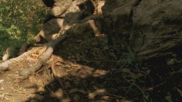 Coral Mimic moving across rock, towards Coati, which is foraging in the background.