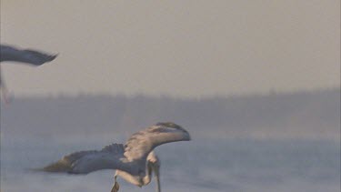 Tracking shot of Brown Pelican diving into the ocean