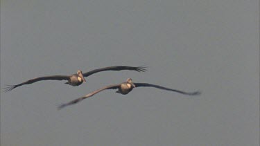 Tracking shot of Brown Pelicans flying towards camera, then out of shot.