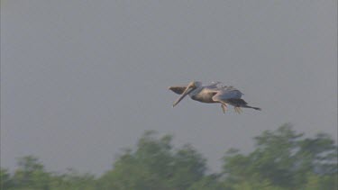 Brown Pelican flying past rocks and waves breaking then diving into ocean. See glimpses of people on the beach as pelican dives.