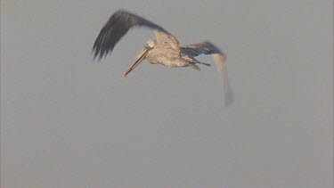 Tracking shot of Brown Pelican flying away from camera, then out of shot.