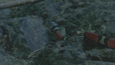 Coral Mimic Snake moving quickly across the rock, over a small tree branch, then down rock out of camera shot, tongue flickering.