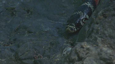 Close up of snakes' head, then it moves over rocks out of shot.