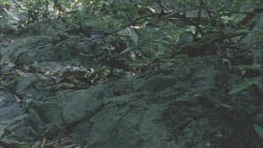 Snake moving down a tree branch that is hanging over a rock, then moves across the rock and out of shot to the left.