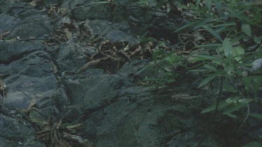 Snake moving across a small tree branch that is hanging over a rock, then moves across the rock and out of shot to the left.
