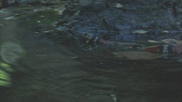 Coral Mimic snake swimming through water