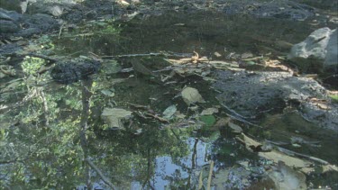 Coral Mimic swimming through water, moves over rock then swim through water again out of shot.