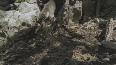Coati foraging