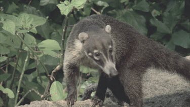 Coati standing on rock, green foliage in the background. Coati moves across rocks and out of shot.