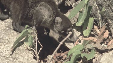 Coati foraging amongst foliage on rocks.