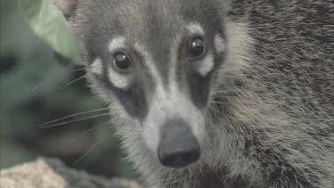 Coati on rock, facing camera, then moves out of shot to the left.