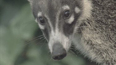 Coati facing camera, then turning and moving quickly out of shot. Green foliage in the background.