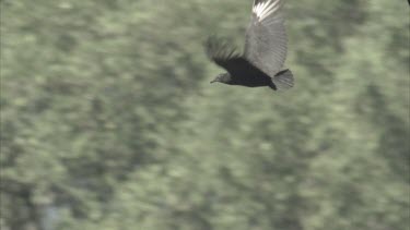Tracking shot of Black Vulture flying across tree tops.