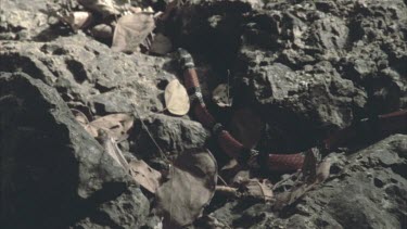 Coral Mimic snake moving over rocks and dead leaves away from camera.
