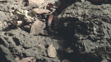 Coral Mimic snake moving over rocks and dead leaves towards camera.