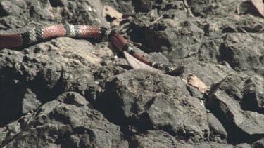 Coral Mimic snake moving down rocks and dead leaves towards camera, tongue flickering.
