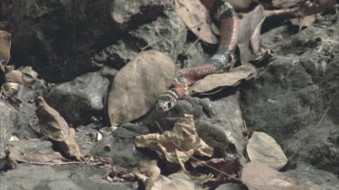 Coral Mimic snake, tongue flickering moving over rocks and dead leaves, out of shot.
