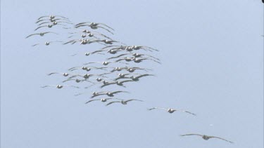Flock of Brown Pelicans flying