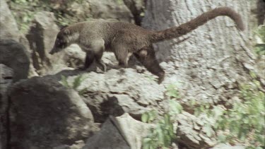 Coati moving across rocks and leaves, starts foraging under a rock, then turns and moves out of shot. Green foliage in the background.