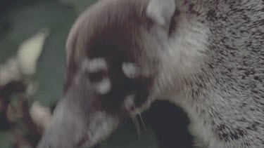 Coati's head as it faces the camera, sniffing for food, then moves out of shot. Green foliage in the background.