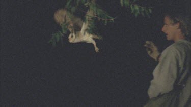 Side view. Slow motion. Barn owl flying