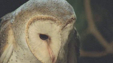 Barn owl face, beak, eyes, feathers