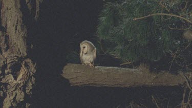 Barn owl perched on branch flies off towards camera.
