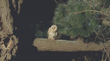 Barn owl perched on branch looking around.