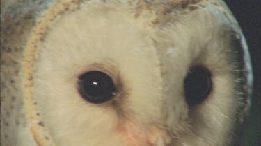 Barn owl face, beak, eyes, feathers