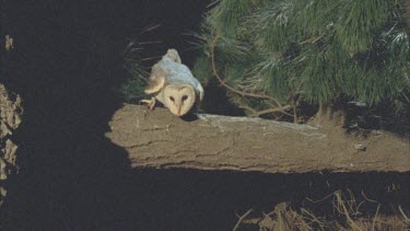 Barn owl perched on branch flies off.