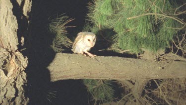 Barn owl perched on branch flies off.